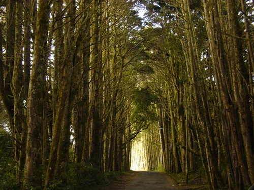 Bosque-de-la-hoja